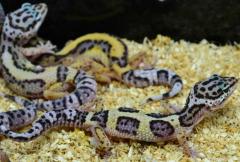 Small Jungle High Yellow Leopard Geckos