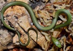 Baby Rough Green Snakes