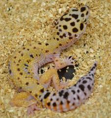 Adult Emerine Leopard Geckos