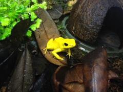 Yellow Terrible Dart Frogs