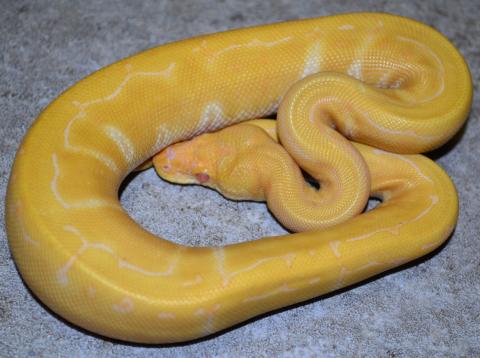 Baby Female Albino Pinstripe Ball Pythons
