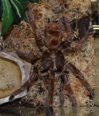 Burgundy Goliath Bird Eating Tarantulas LargeAll Spiders, Scorpions & Inverts 15% OFF!