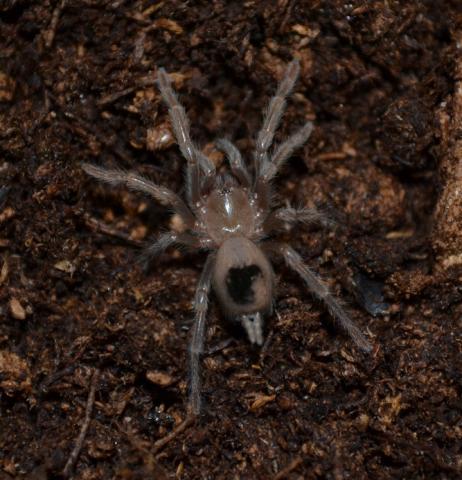 Mexican Blonde Tarantulas Small