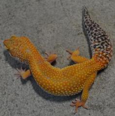 Adult Super Hypo Tangerine Baldy Carrot Tail Leopard Geckos