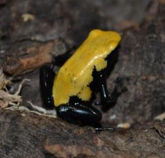 Yellow Splashback Arrow Frogs