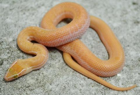 albino reptiles for sale