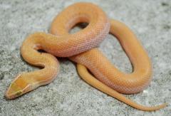 Baby Albino African House Snakes