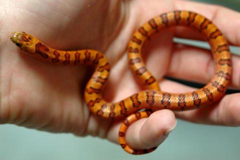 Baby Variable Kingsnakes (thayeri)