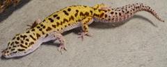 Adult Female Striped High Yellow Leopard Geckos