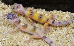 Baby Enigma Leopard Geckos
