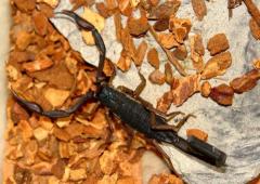 Florida Bark ScorpionsAll Spiders, Scorpions & Inverts 15% OFF!