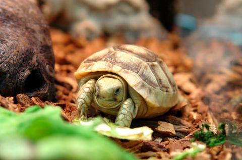 Baby Golden Greek Tortoises for sale