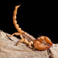 Scorpions, Centipedes, Millipedes & Other Bugs