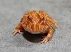 Baby Sunburst Pac Man Frogs