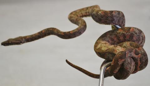 Solomon Island Tree Boas