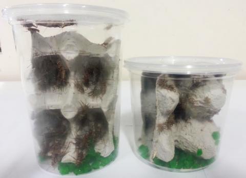 200 Crickets Shipped With Your Reptile Order For Sale
