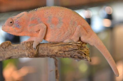 Medium Female Red Ambanja Panther Chameleons