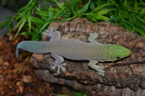 Adult Standings Day Geckos