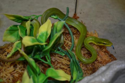 Baby Green Red Tailed Ratsnakes
