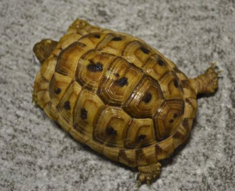 Baby Golden Greek Tortoises w/extra scutes