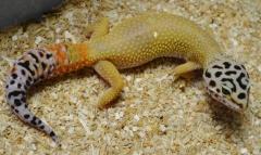 Adult Male Super Hypo Leopard Geckos