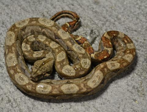 Baby Hypo Central American Boas