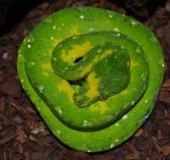 Sub Adult Biak Green Tree Pythons