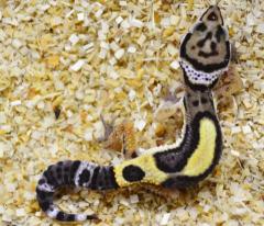 Small Bold Jungle Leopard Geckos