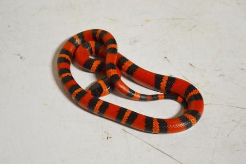 milk snakes for sale