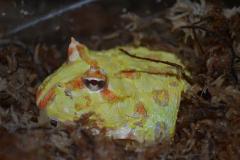 Large Albino Pacman Frogs