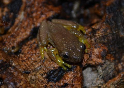 Banana Tree Frogs