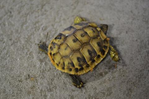 Baby Eastern Hermanns Tortoises w/extra scutes