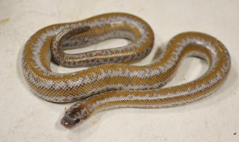Baby Coastal Rosy Boas