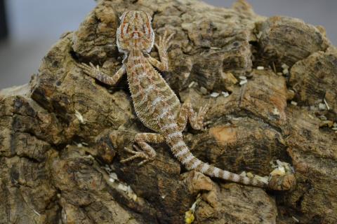 Baby Bearded Dragons w/stub tails