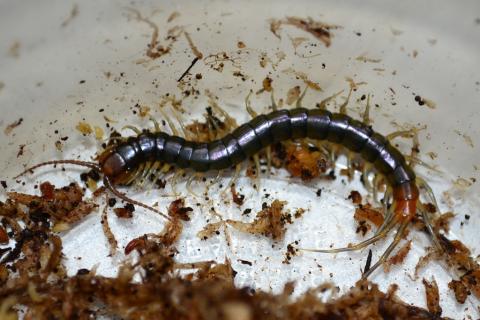 African Long Tailed Centipedes