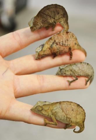 Assorted Pygmy Chameleons