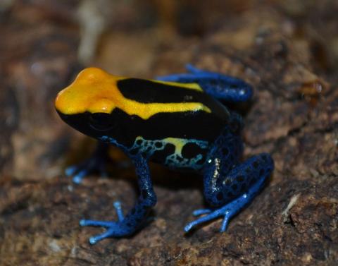 Brazilian Yellow Head Tinc Arrow Frogs