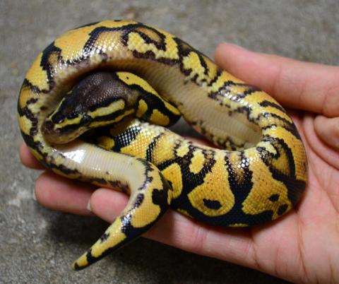 Baby Pastel Yellow Belly Ball Pythons