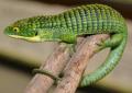 Mexican Alligator Lizards