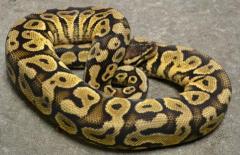 Sub Adult Pastel Yellow Belly Ball Pythons