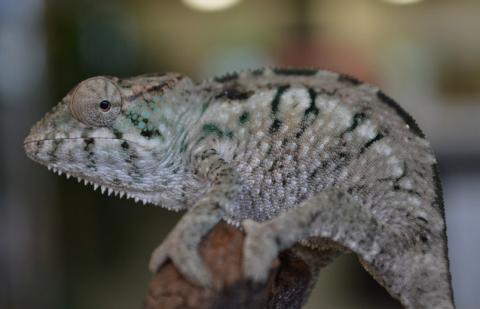 Small Nosy Faly Panther Chameleons