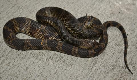 Baby Black Pinesnakes