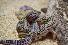 Sub Adult High Yellow Leopard Geckos