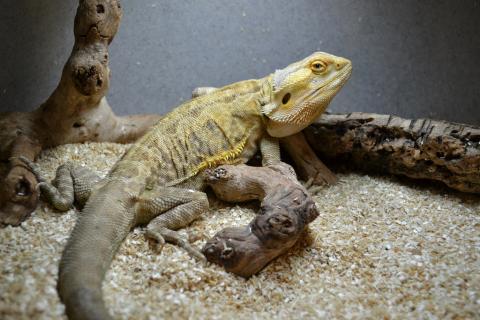 Adult Male Leatherback Bearded Dragons