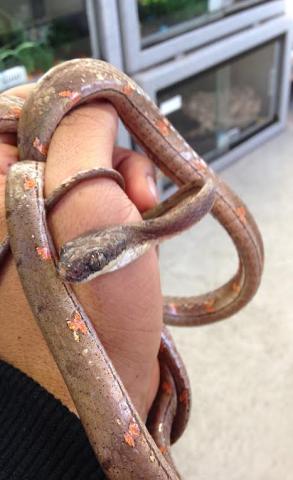White Spotted Cat Snakes