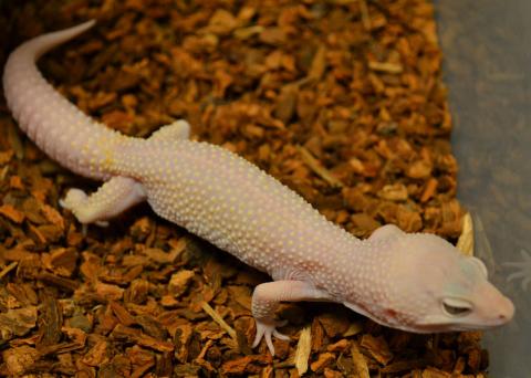 Medium Blazing Blizzard Leopard Geckos