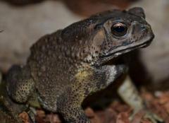 Black-Spectacled Toads