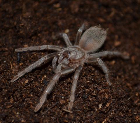 Brazilian Salmon Pink Bird Eater Tarantulas Small