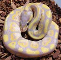 Baby Male Banana Ball Pythons