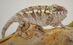 Adult Female Nosy Be Panther Chameleons
